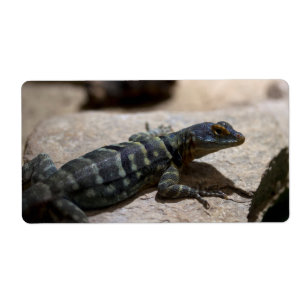 Petrosaurus thalassinus