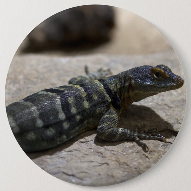 Petrosaurus thalassinus 6 inch round button (Front)
