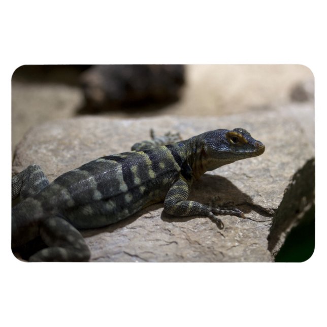 Petrosaurus thalassinus magnet (Horizontal)