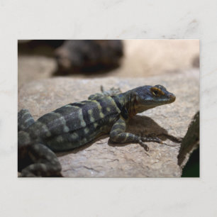 Petrosaurus thalassinus postcard