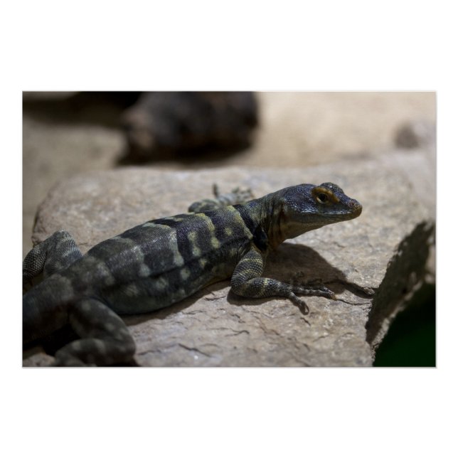 Petrosaurus thalassinus poster (Front)