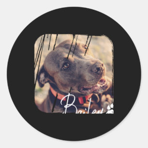 Pets Modern Simple Cool Nge Name And Photo  Classic Round Sticker