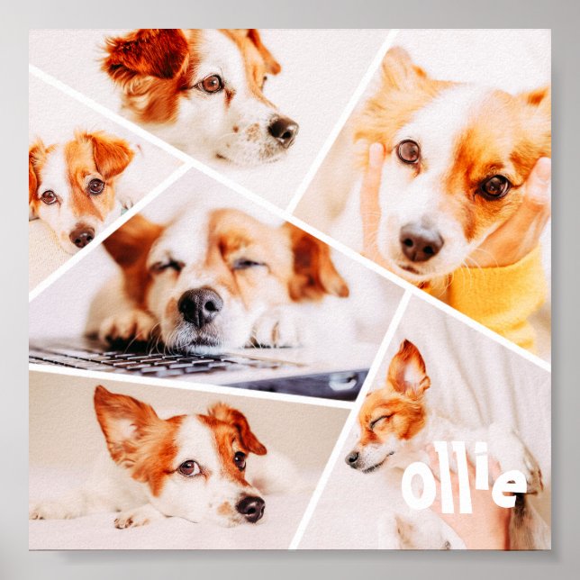 Pets Modern Simple Custom 6 Images Collage Photo Poster (Front)