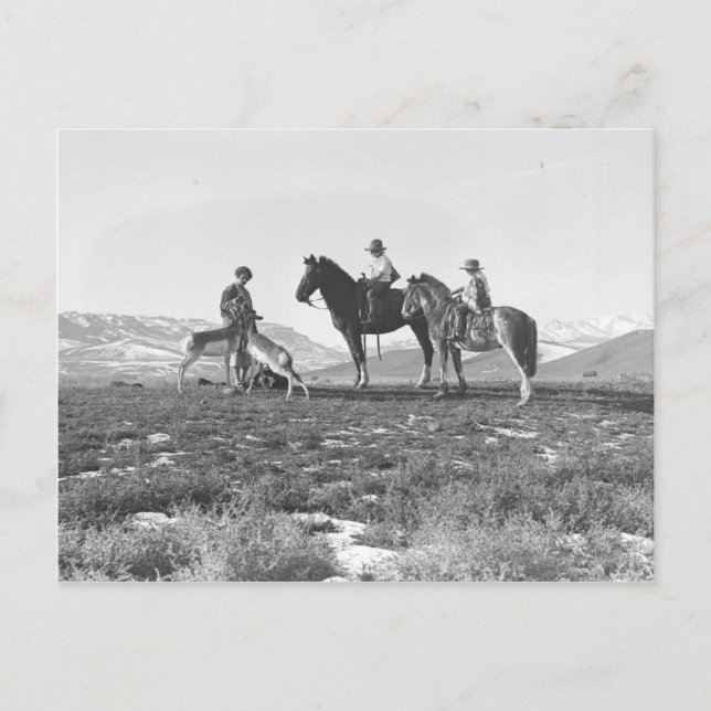 Petting Antelopes. Postcard (Front)