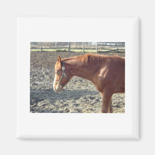 Petty Chestnut Horse Magnet