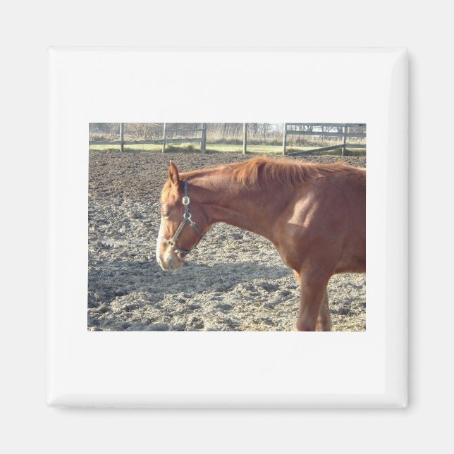 Petty Chestnut Horse Magnet (Front)