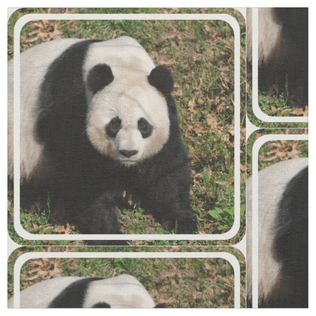 Petulant Panda Bear Fabric (Close Up)