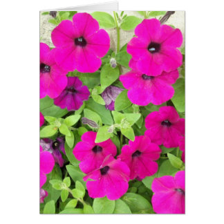 Pétunia