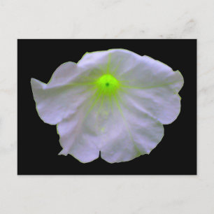 Petunia Bright Green Postcard