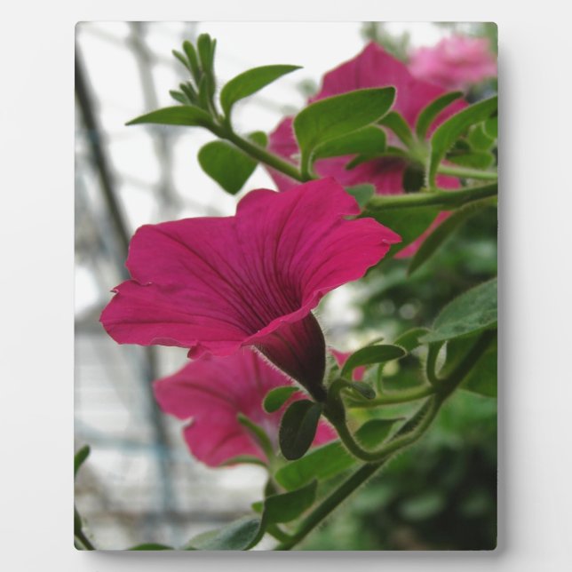 Petunia Plaque (Front)