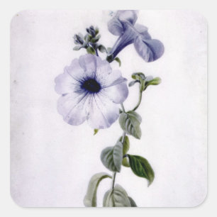 Petunia Square Sticker