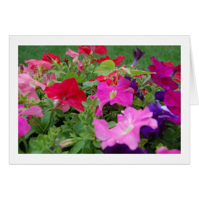 Petunias (Devant horizontal)
