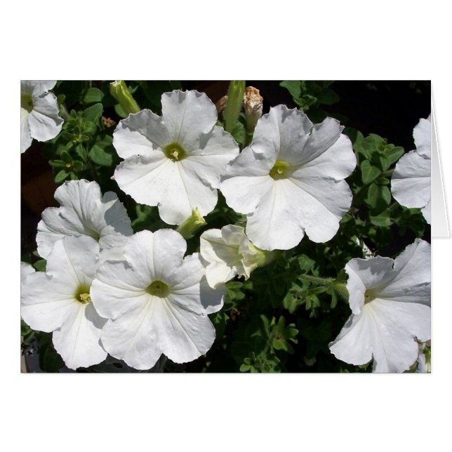 Petunias blancs (Devant horizontal)