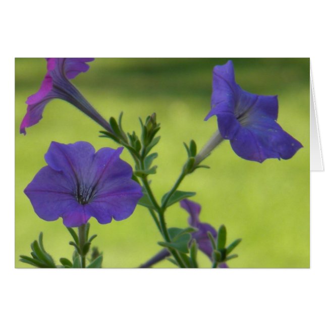 Petunias d'été (Devant Horizontal)