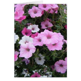 "Pétunias roses"