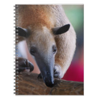 Peu de carnet de fourmilier