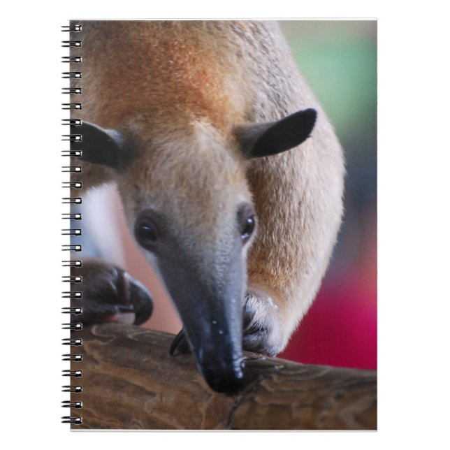 Peu de carnet de fourmilier (Devant)