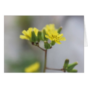 Peu de fleur jaune #4