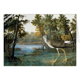 Peu de Yellowlegs