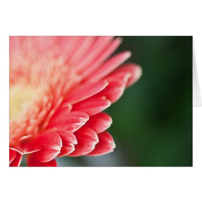 Peu un timide (Devant horizontal)