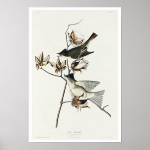 Pewit Flycatcher by Audubon Poster