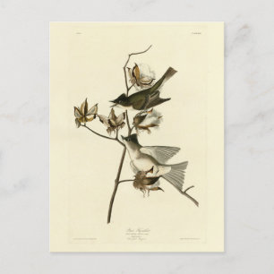 Pewit Flycatcher, Phoebe, Audubon Birds of America Postcard