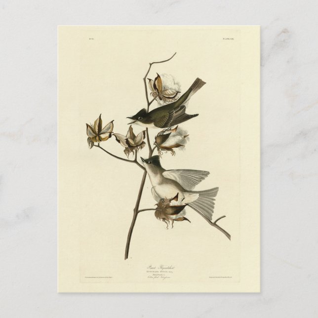 Pewit Flycatcher, Phoebe, Audubon Birds of America Postcard (Front)