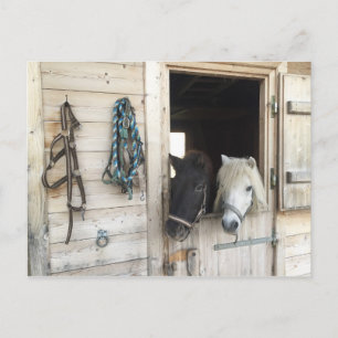 Pferde Postcard