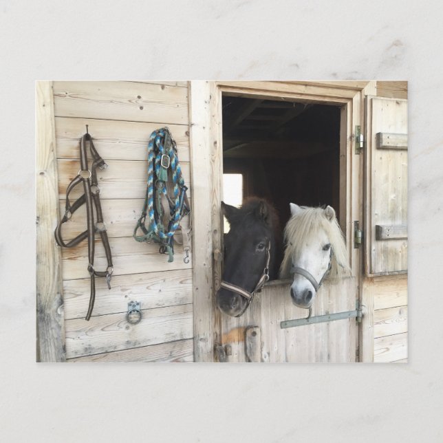 Pferde Postcard (Front)