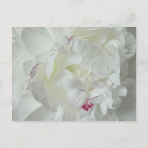 Pfingsten Rose Postcard