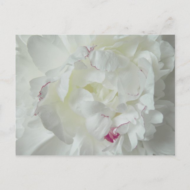 Pfingsten Rose Postcard (Front)