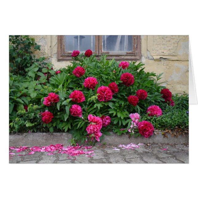 Pfingstrosen (Front Horizontal)