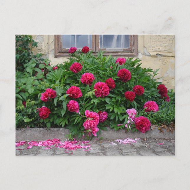 Pfingstrosen Postcard (Front)