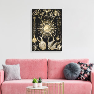Phaeodaria 61 Gold Ernst Haeckel Canvas Print