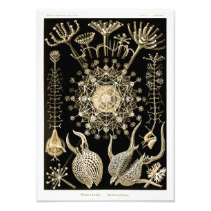 Phaeodaria   61 Gold   Ernst Haeckel   Photo Print