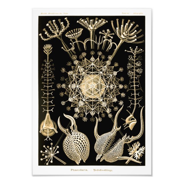 Phaeodaria | 61 Gold | Ernst Haeckel | Photo Print (Front)