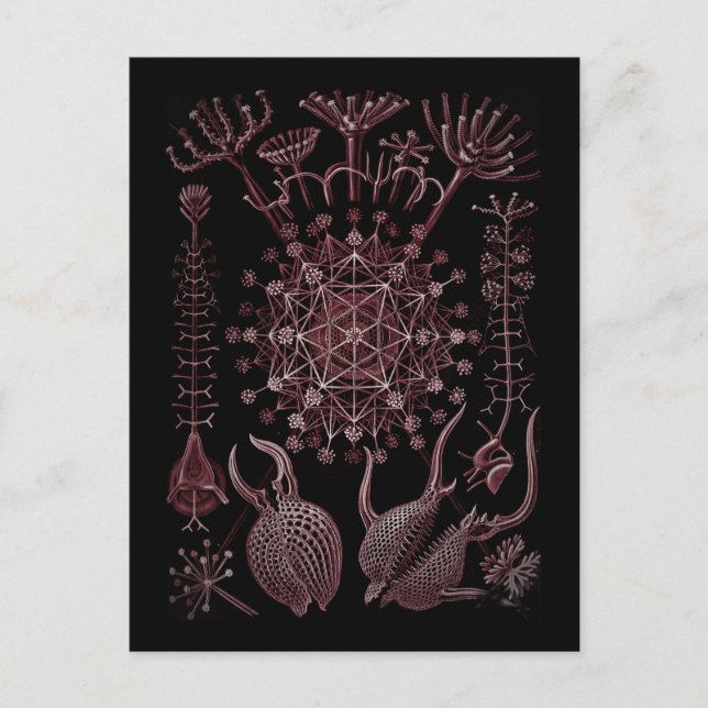 Phaeodaria Sea Shell Detail 1879 Postcard (Front)