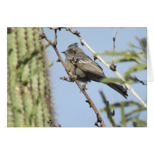 Phainopepla féminine
