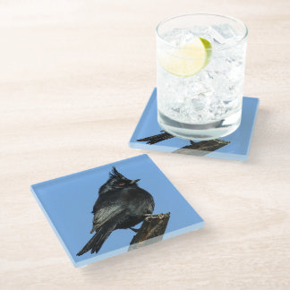 Phainopepla Glass Coaster