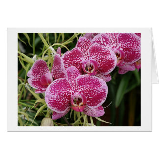 Phalaenopsis