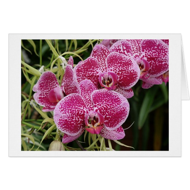 Phalaenopsis (Front Horizontal)