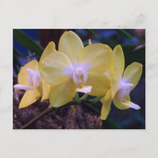 Phalaenopsis butterfly  orchid postcard