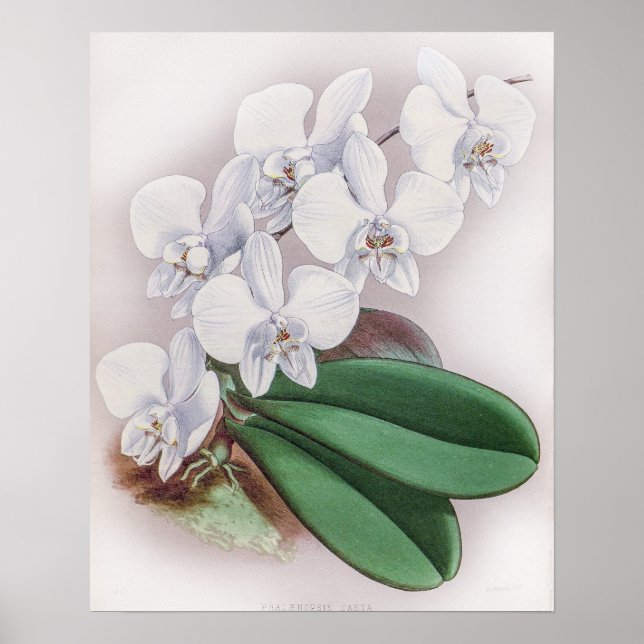 Phalaenopsis Casta Orchid Poster (Front)