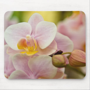 Phalaenopsis Orchid Mouse Pad
