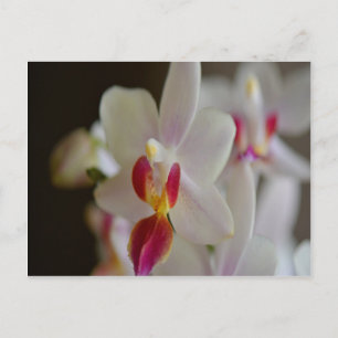 Phalaenopsis Orchid Postcard