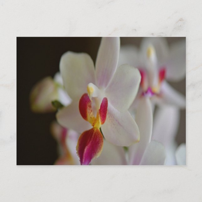 Phalaenopsis Orchid Postcard (Front)
