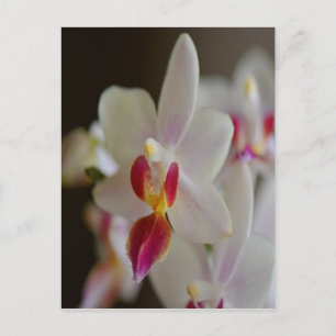 Phalaenopsis Orchid Postcard