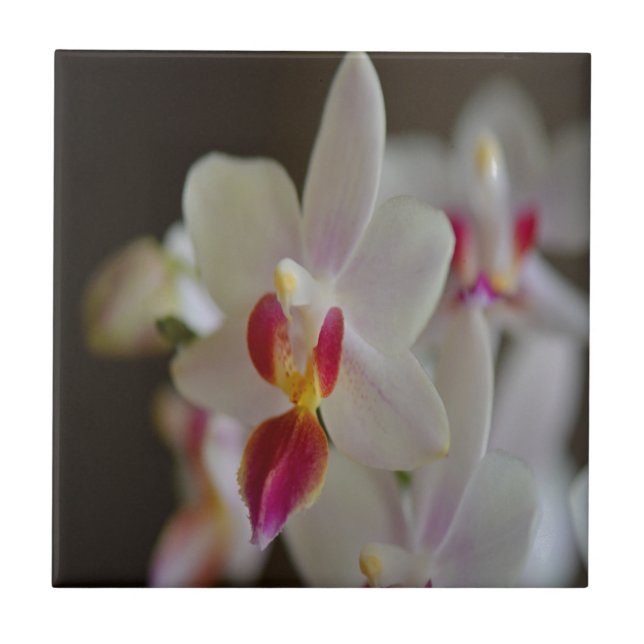 Phalaenopsis Orchid Tile (Front)