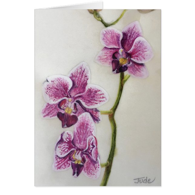 Phalaenopsis "orchidée de mite" 5" x 7", avec (Devant)