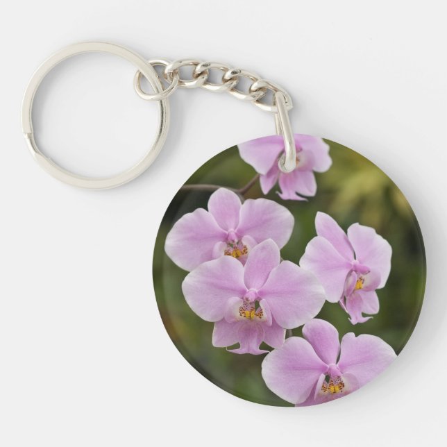 Phalaenopsis Schilleriana (Devant)